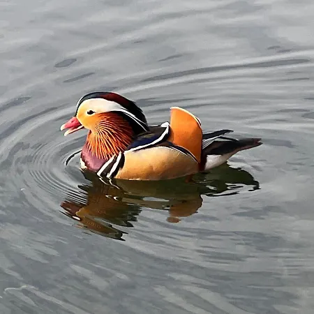 Cosy Little מרגוצו