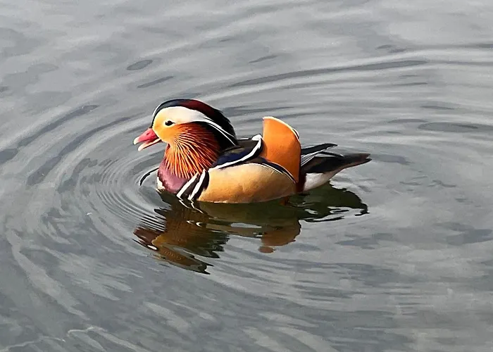 Cosy Little Mergozzo